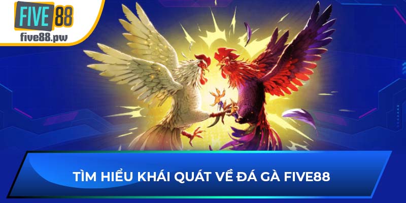 Tìm hiểu khái quát về đá gà Five88