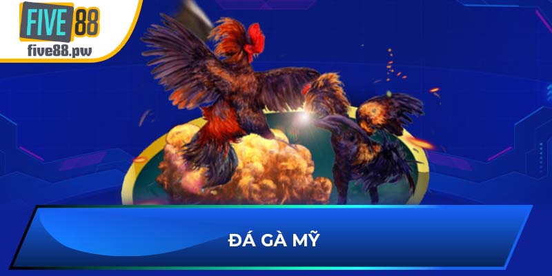Đá gà mỹ